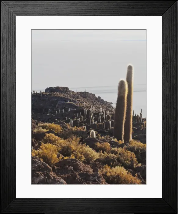 Framed Print : View of Incahuasi Island with its gigantic cacti, Salar de Uyuni, Daniel Campos Province Framed Print : View of Incahuasi Island with its gigantic cacti, Salar de Uyuni, Daniel Campos Province