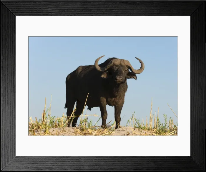Framed Print : A Cape buffalo (Syncerus caffer), Chobe National Park, Botswana, Africa Framed Print : A Cape buffalo (Syncerus caffer), Chobe National Park, Botswana, Africa