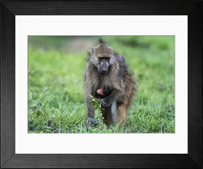 Framed Print : Chacma baboon (Papio hamadryas ursinus), Chobe National Park, Botswana, Africa Framed Print : Chacma baboon (Papio hamadryas ursinus), Chobe National Park, Botswana, Africa