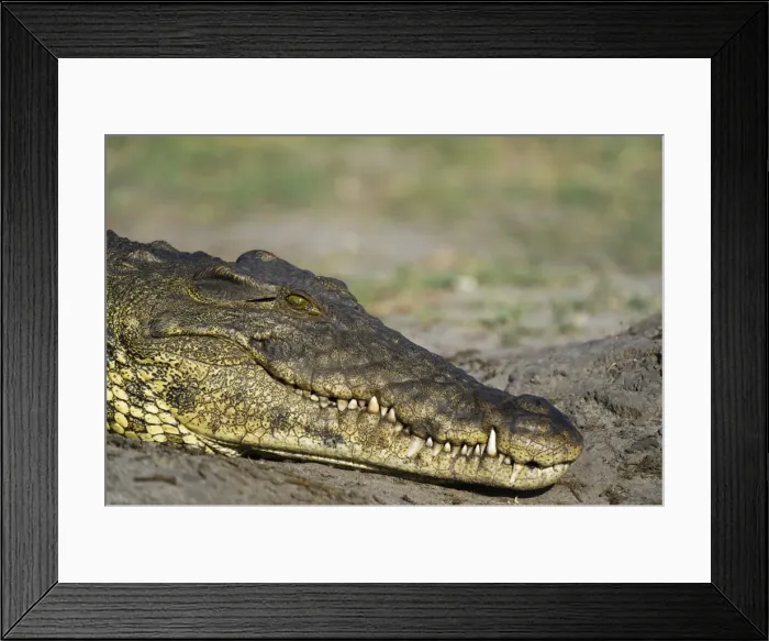 Framed Print : A Nile crocodile (Crocodylus niloticus) on a river bank, Chobe National Park, Botswana Framed Print : A Nile crocodile (Crocodylus niloticus) on a river bank, Chobe National Park, Botswana