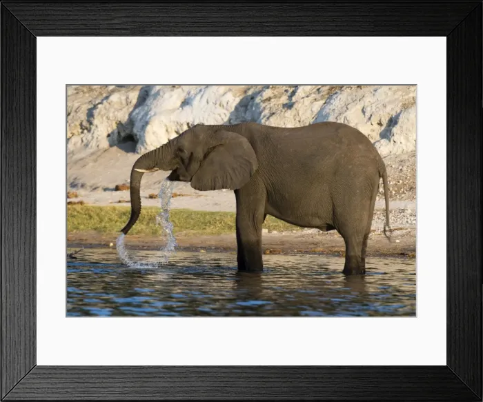 Framed Print : An African elephant (Loxodonta africana) drinking, Chobe river, Chobe National Park Framed Print : An African elephant (Loxodonta africana) drinking, Chobe river, Chobe National Park