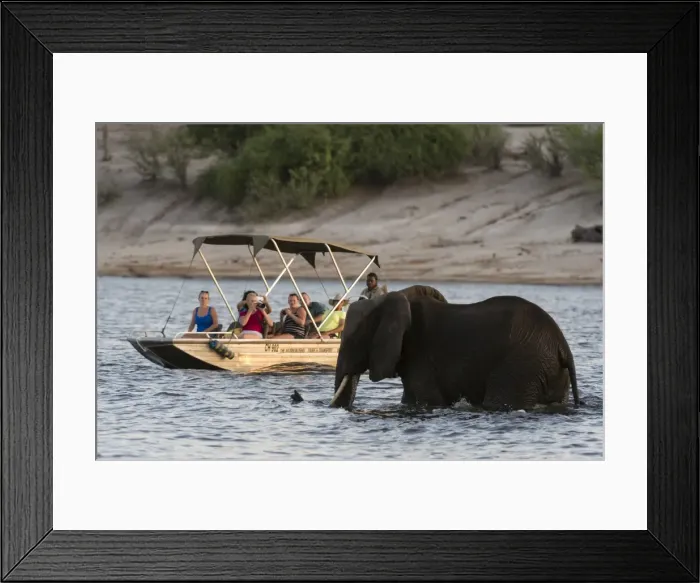 Framed Print : Tourist watching an African elephant (Loxodonta africana), crossing the river Chobe Framed Print : Tourist watching an African elephant (Loxodonta africana), crossing the river Chobe