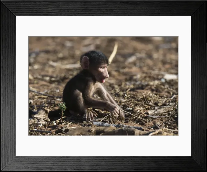 Framed Print : A new born chacma baboon (Papio ursinus), Chobe National Park, Botswana, Africa Framed Print : A new born chacma baboon (Papio ursinus), Chobe National Park, Botswana, Africa