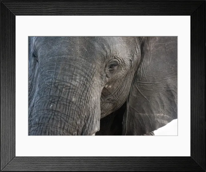 Framed Print : A close-up portrait on an African elephant (Loxodonta africana), Chobe National Park Framed Print : A close-up portrait on an African elephant (Loxodonta africana), Chobe National Park