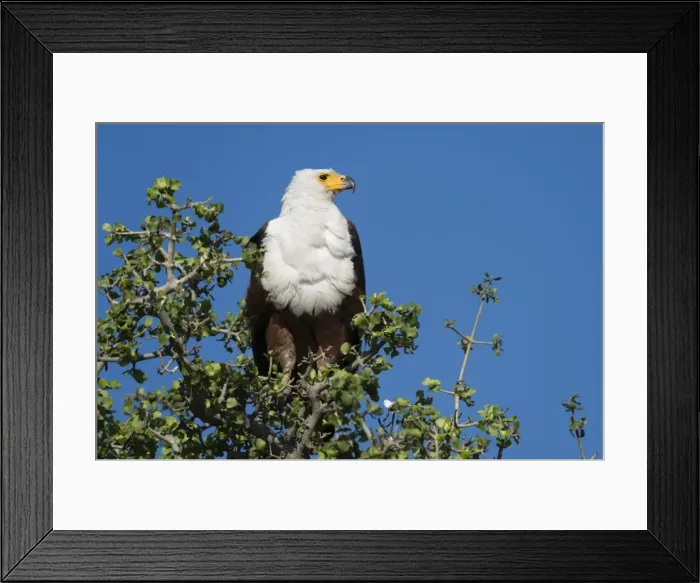 Framed Print : An African fish eagle (Haliaeetus vocifer), perching on a tree top, Chobe National Park Framed Print : An African fish eagle (Haliaeetus vocifer), perching on a tree top, Chobe National Park