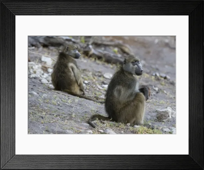 Framed Print : Two chacma baboons (Papio ursinus), Chobe National Park, Botswana, Africa Framed Print : Two chacma baboons (Papio ursinus), Chobe National Park, Botswana, Africa