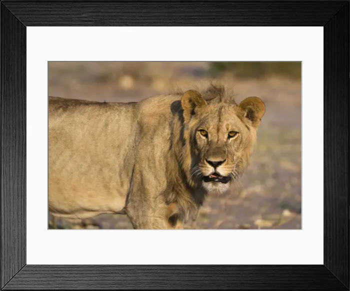 Framed Print : Portrait of a lion (Panthera leo), Savuti marsh, Chobe National Park, Botswana, Africa Framed Print : Portrait of a lion (Panthera leo), Savuti marsh, Chobe National Park, Botswana, Africa