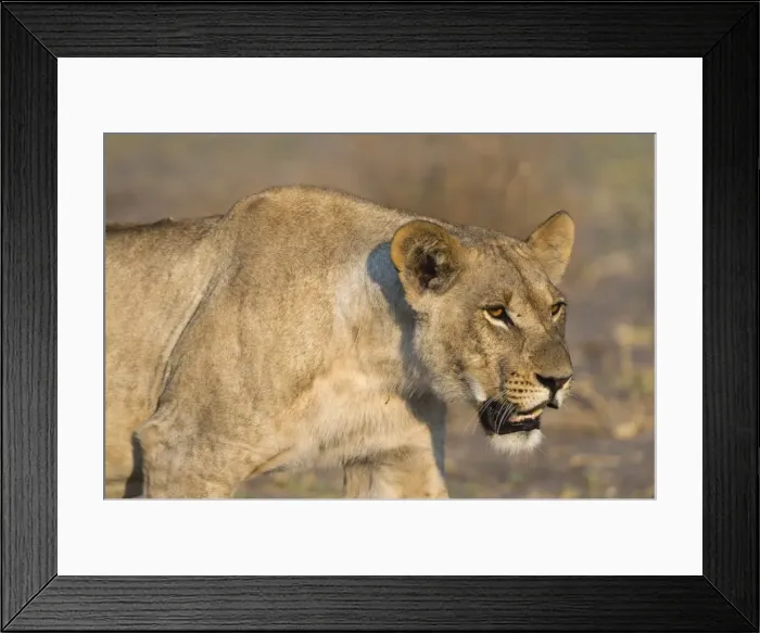Framed Print : A lioness (Panthera leo) walking, Savuti marsh, Chobe National Park, Botswana, Africa