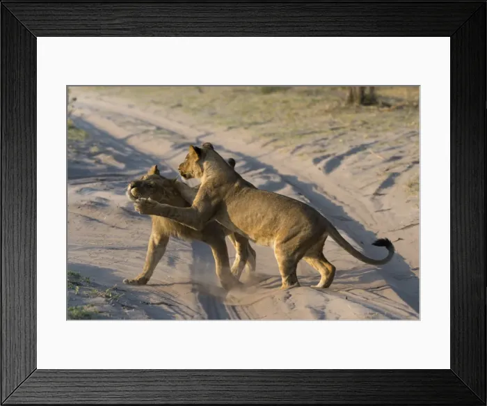 Framed Print : Two lionesses (Panthera leo) playing, Savuti marsh, Chobe National Park, Botswana, Africa