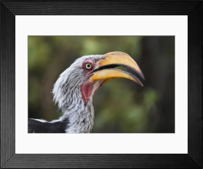 Framed Print : Close-up portrait of an eastern yellow-billed hornbill (Tockus flavirostris), Khwai Concession Framed Print : Close-up portrait of an eastern yellow-billed hornbill (Tockus flavirostris), Khwai Concession
