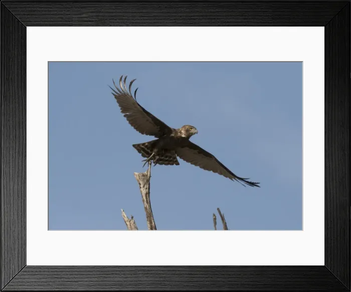 Framed Print : A kite in flight, Khwai Concession, Okavango Delta, Botswana, Africa Framed Print : A kite in flight, Khwai Concession, Okavango Delta, Botswana, Africa
