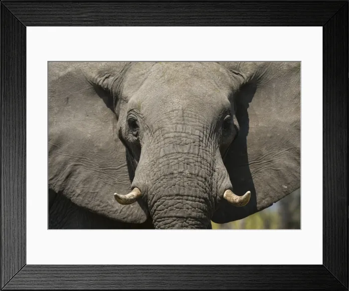 Framed Print : Close-up portrait of an African elephant (Loxodonta africana), Khwai Concession, Okavango Delta Framed Print : Close-up portrait of an African elephant (Loxodonta africana), Khwai Concession, Okavango Delta