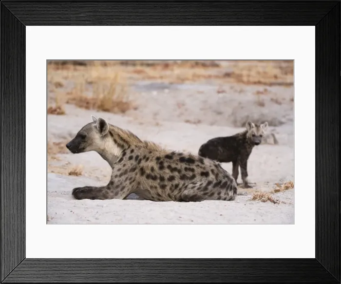 Framed Print : A spotted hyena and cub (Crocuta crocuta) at the den, Khwai Concession, Okavango Delta Framed Print : A spotted hyena and cub (Crocuta crocuta) at the den, Khwai Concession, Okavango Delta