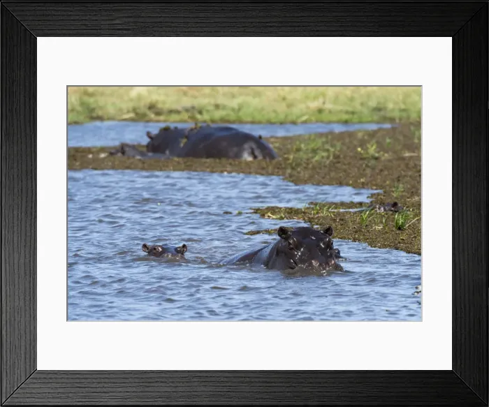 Framed Print : Hippopotamus (Hippopotamus amphibius) in the River Khwai, Khwai Concession, Okavango Delta