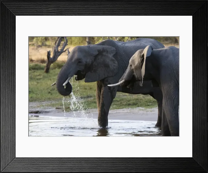 Framed Print : Elephant (Loxodonta africana), Khwai Concession, Okavango Delta, Botswana, Africa Framed Print : Elephant (Loxodonta africana), Khwai Concession, Okavango Delta, Botswana, Africa
