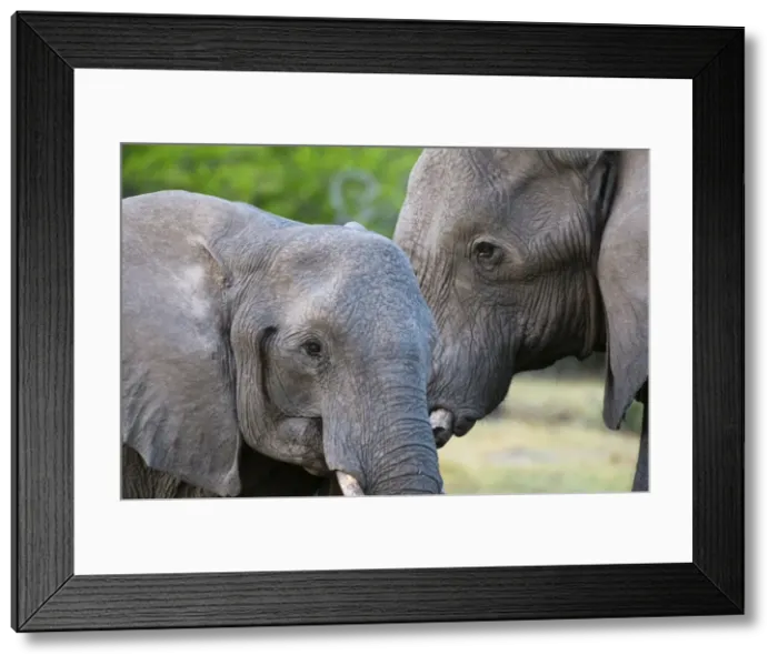 Framed Print : Two African elephants (Loxodonta africana) female and a sub-adult, Khwai Concession Framed Print : Two African elephants (Loxodonta africana) female and a sub-adult, Khwai Concession