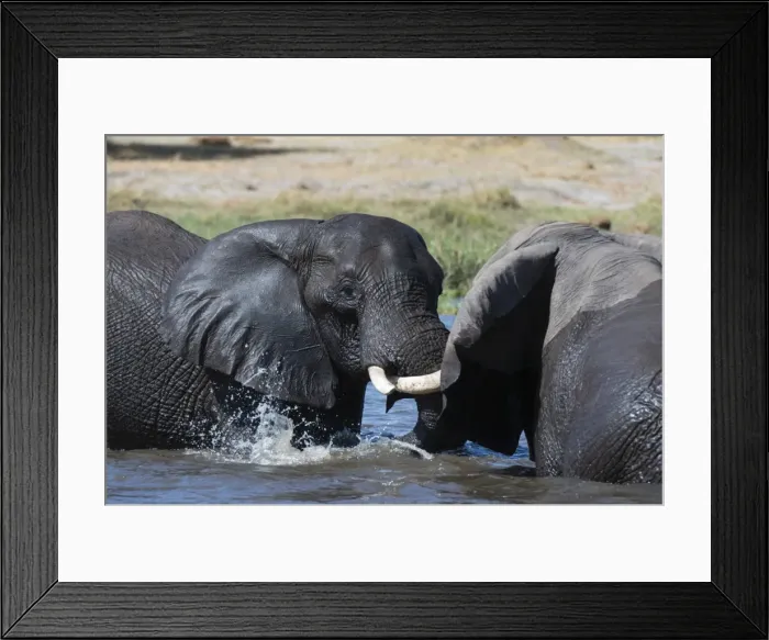 Framed Print : Two African elephants (Loxodonta africana) sparring in the river Khwai, Khwai Concession Framed Print : Two African elephants (Loxodonta africana) sparring in the river Khwai, Khwai Concession