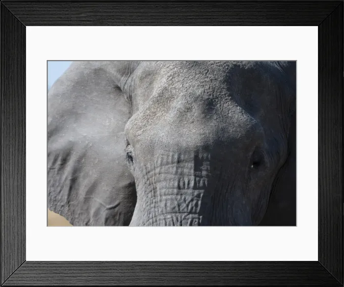 Framed Print : Elephant (Loxodonta africana), Khwai Concession, Okavango Delta, Botswana, Africa Framed Print : Elephant (Loxodonta africana), Khwai Concession, Okavango Delta, Botswana, Africa
