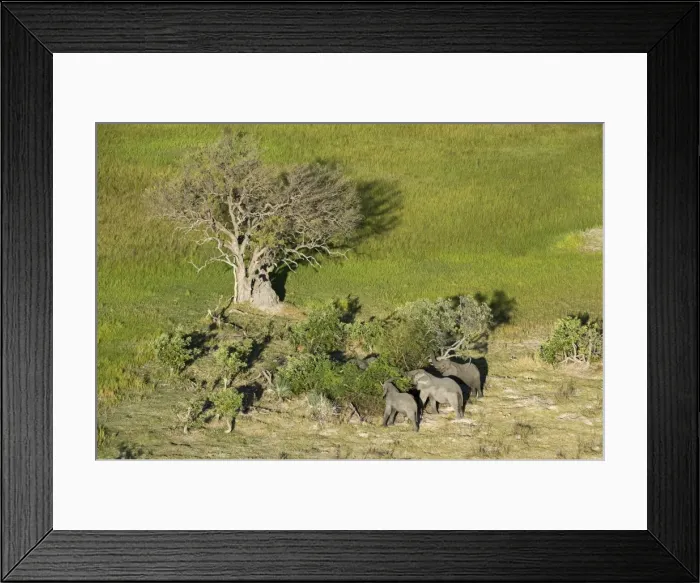 Framed Print : Aerial view of African elephants (Loxodonta africana), Okavango Delta, Botswana, Africa Framed Print : Aerial view of African elephants (Loxodonta africana), Okavango Delta, Botswana, Africa