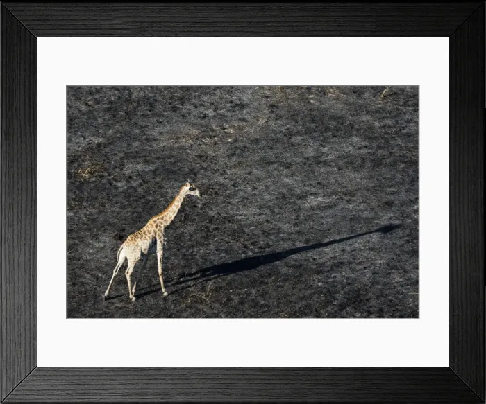 Framed Print : An aerial view of a giraffe (Giraffe camelopardalis) walking in the Okavango Delta after a bushfire Framed Print : An aerial view of a giraffe (Giraffe camelopardalis) walking in the Okavango Delta after a bushfire