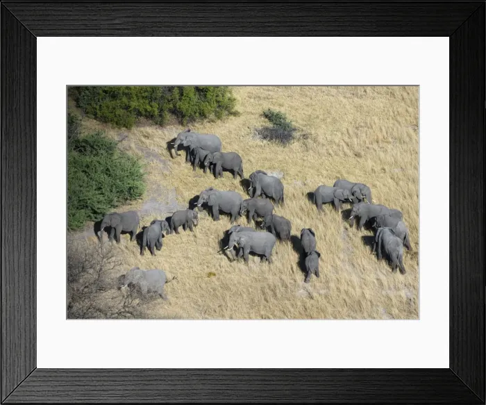 Framed Print : Aerial view of African elephants (Loxodonta africana), Okavango Delta, Botswana, Africa Framed Print : Aerial view of African elephants (Loxodonta africana), Okavango Delta, Botswana, Africa