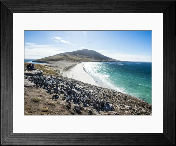 Framed Print : Southern rock hopper penguin colony (Eudyptes chrysocome) with the Neck isthmus in the background Framed Print : Southern rock hopper penguin colony (Eudyptes chrysocome) with the Neck isthmus in the background