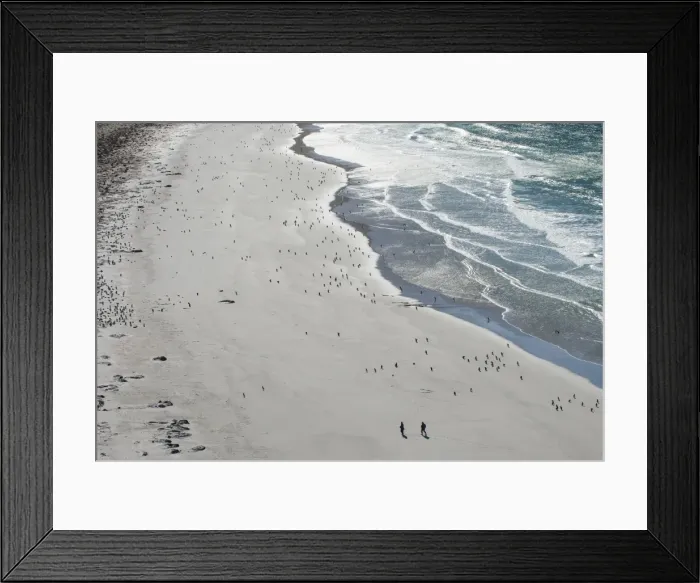 Framed Print : Tourists walking between a huge numbers of Long-tailed gentoo penguins (Pygoscelis papua) Framed Print : Tourists walking between a huge numbers of Long-tailed gentoo penguins (Pygoscelis papua)