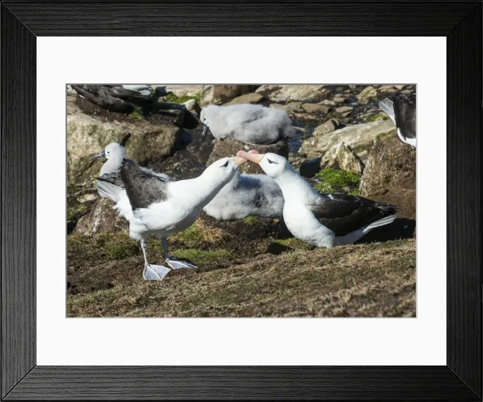 Framed Print : Colony of black-browed albatross mother feeding a chick (Thalassarche melanophris) Framed Print : Colony of black-browed albatross mother feeding a chick (Thalassarche melanophris)