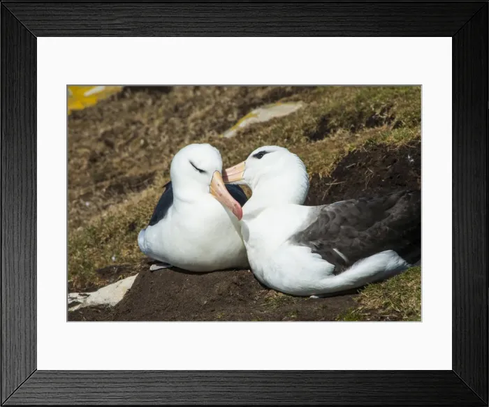 Framed Print : Colony of black-browed albatross (Thalassarche melanophris), Saunders Island, Falklands Framed Print : Colony of black-browed albatross (Thalassarche melanophris), Saunders Island, Falklands