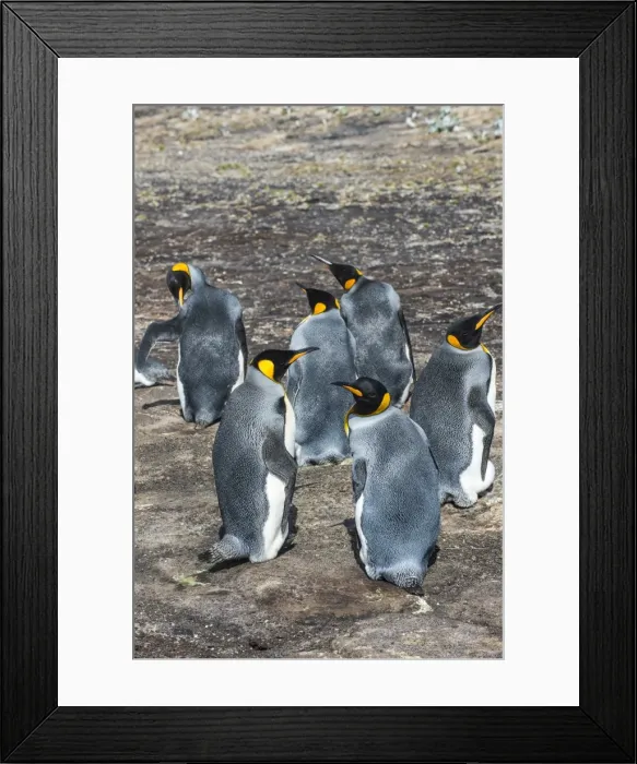 Framed Print : King penguin colony (Aptenodytes patagonicus), Saunders Island, Falklands, South America Framed Print : King penguin colony (Aptenodytes patagonicus), Saunders Island, Falklands, South America