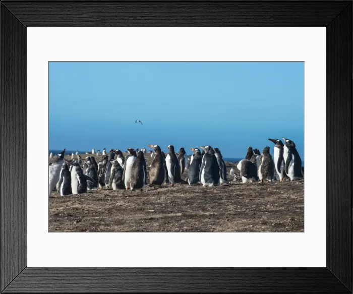 Framed Print : Long-tailed gentoo penguin colony (Pygoscelis papua), Saunders Island, Falklands Framed Print : Long-tailed gentoo penguin colony (Pygoscelis papua), Saunders Island, Falklands