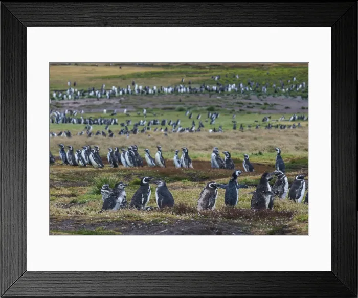 Framed Print : Magellanic penguin (Spheniscus magellanicus) colony, Carcass Island, West Falklands Framed Print : Magellanic penguin (Spheniscus magellanicus) colony, Carcass Island, West Falklands
