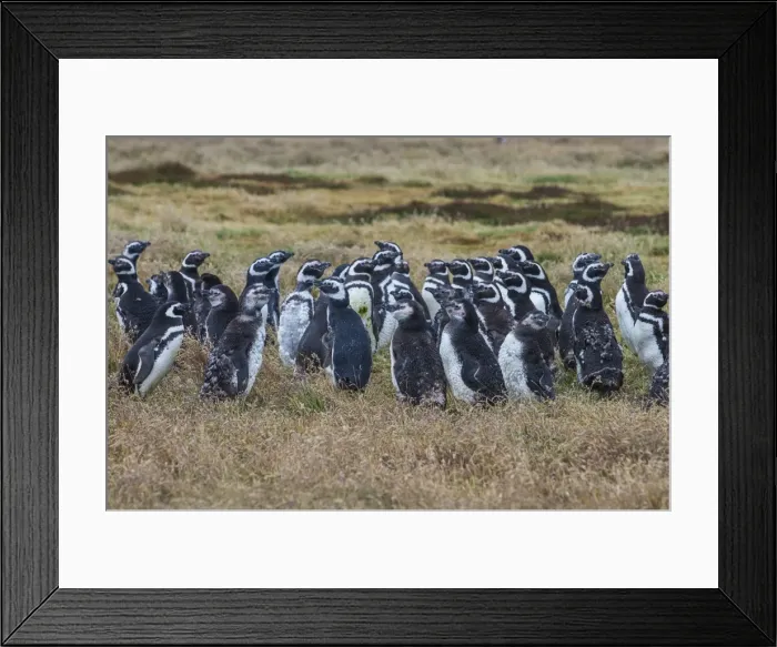 Framed Print : Magellanic penguin (Spheniscus magellanicus) colony, Carcass Island, West Falklands Framed Print : Magellanic penguin (Spheniscus magellanicus) colony, Carcass Island, West Falklands