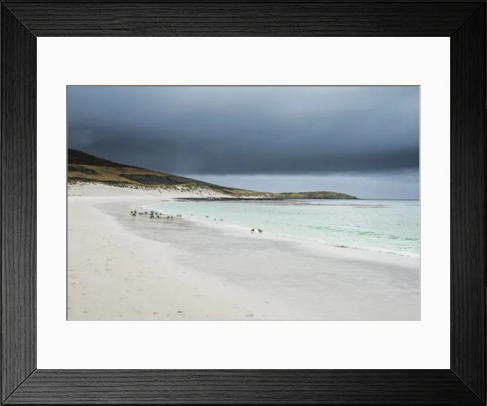 Framed Print : White sand beach, Carcass Island, West Falklands, Falkland Islands, South America Framed Print : White sand beach, Carcass Island, West Falklands, Falkland Islands, South America