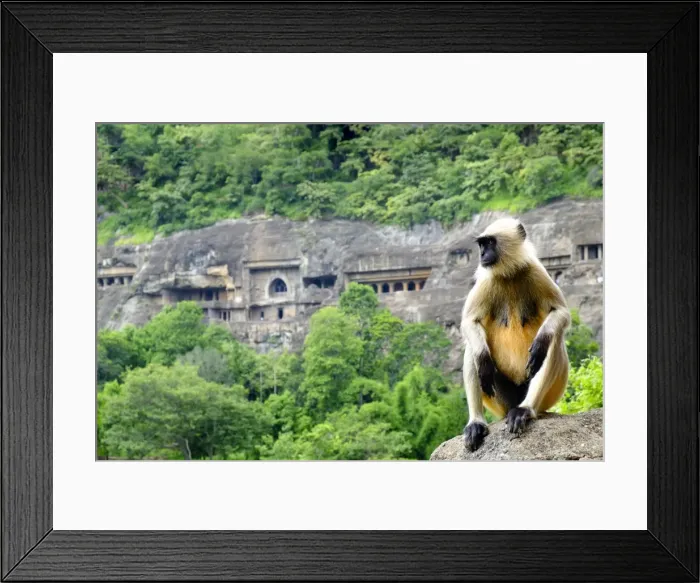 Framed Print : Grey langur monkey (Hanuman Langur) (Semnopithecus sp. ) outside the Ajanta Caves Framed Print : Grey langur monkey (Hanuman Langur) (Semnopithecus sp. ) outside the Ajanta Caves