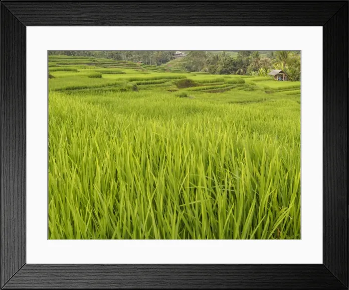 Framed Print : Rice paddies, Bali, Indonesia, Southeast Asia, Asia