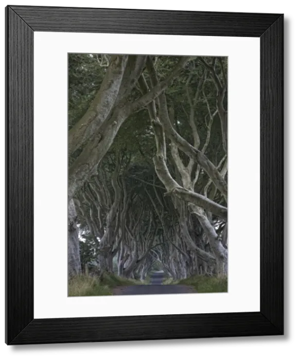 Framed Print : The Dark Hedges, Ballymoney, County Antrim, Ulster, Northern Ireland, United Kingdom Framed Print : The Dark Hedges, Ballymoney, County Antrim, Ulster, Northern Ireland, United Kingdom