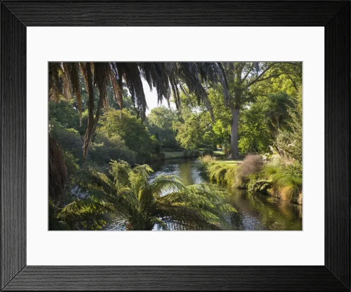 Framed Print : View along the palm-fringed Avon River in Christchurch Botanic Gardens, Christchurch Framed Print : View along the palm-fringed Avon River in Christchurch Botanic Gardens, Christchurch