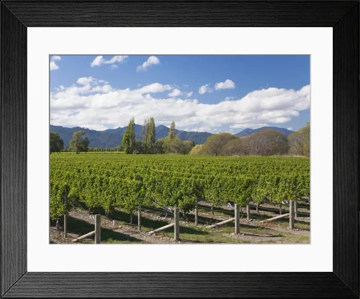 Framed Print : Orderly rows of vines in a typical Wairau Valley vineyard, Renwick, near Blenheim Framed Print : Orderly rows of vines in a typical Wairau Valley vineyard, Renwick, near Blenheim