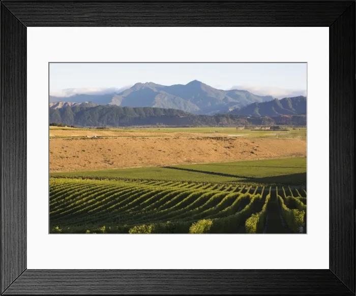 Framed Print : View over typical vineyard in the Wairau Valley, early morning, Renwick, near Blenheim Framed Print : View over typical vineyard in the Wairau Valley, early morning, Renwick, near Blenheim