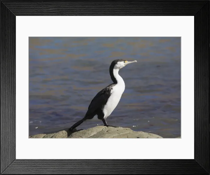 Framed Print : Pied shag (Phalacrocorax varius), Kaikoura, Canterbury, South Island, New Zealand Framed Print : Pied shag (Phalacrocorax varius), Kaikoura, Canterbury, South Island, New Zealand
