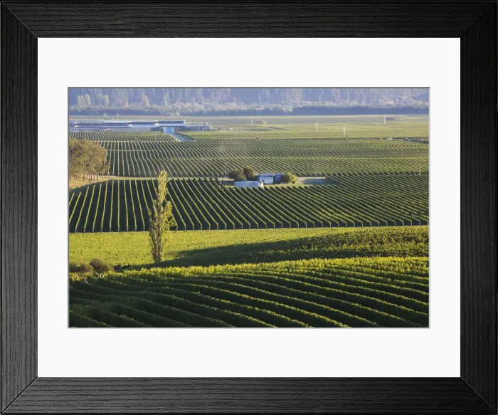 Framed Print : View over typical vineyards in the Wairau Valley, early morning, Renwick, near Blenheim Framed Print : View over typical vineyards in the Wairau Valley, early morning, Renwick, near Blenheim