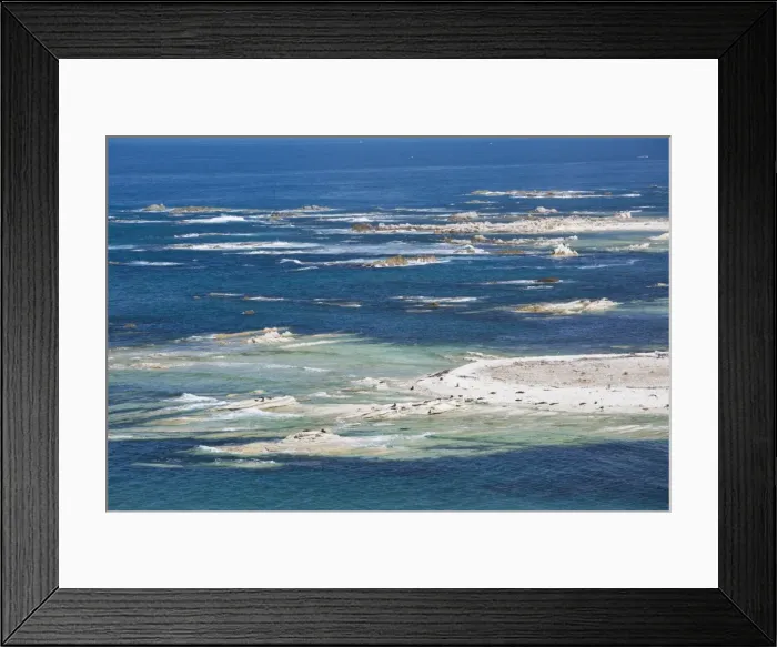 Framed Print : Colony of New Zealand fur seals (Arctocephalus forsteri) off Point Kean, Kaikoura Peninsula Framed Print : Colony of New Zealand fur seals (Arctocephalus forsteri) off Point Kean, Kaikoura Peninsula