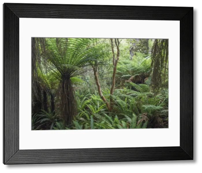 Framed Print : Ferns growing in temperate rainforest, Purakaunui, near Owaka, Catlins Conservation Area Framed Print : Ferns growing in temperate rainforest, Purakaunui, near Owaka, Catlins Conservation Area