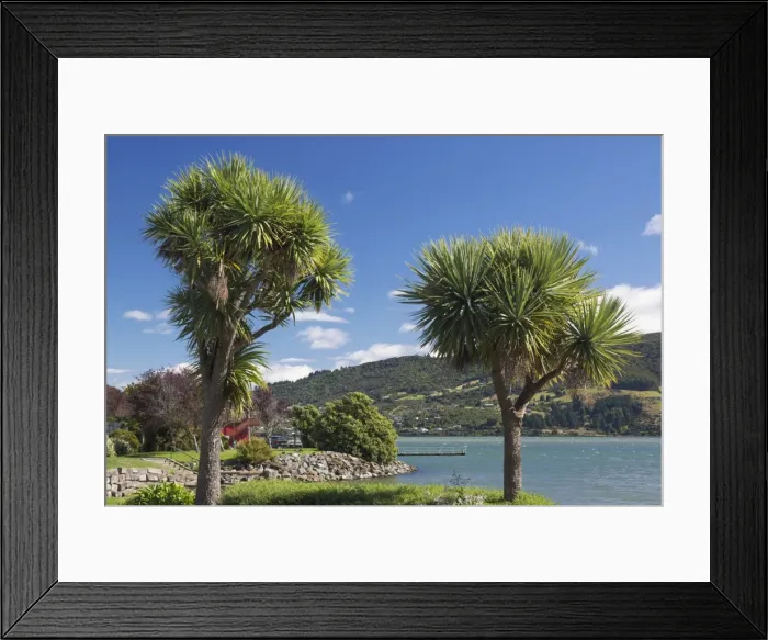 Framed Print : Cabbage trees (Cordyline australis) growing beside Otago Harbour, Macandrew Bay, near Dunedin Framed Print : Cabbage trees (Cordyline australis) growing beside Otago Harbour, Macandrew Bay, near Dunedin