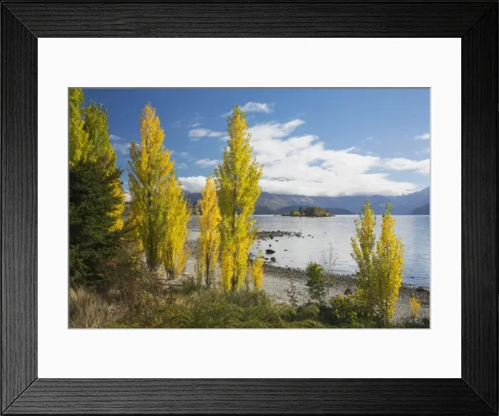 Framed Print : Poplars growing on the shore of Lake Wanaka, autumn, Roys Bay, Wanaka, Queenstown-Lakes district Framed Print : Poplars growing on the shore of Lake Wanaka, autumn, Roys Bay, Wanaka, Queenstown-Lakes district