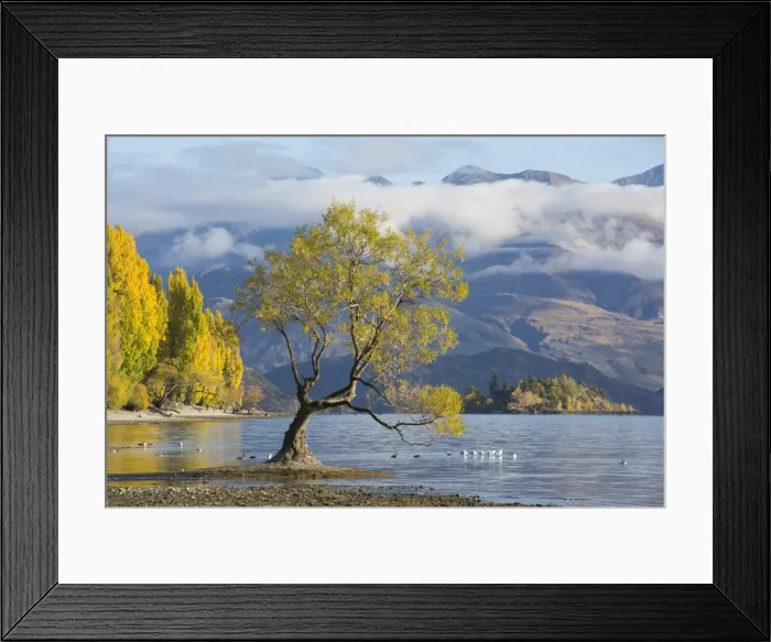Framed Print : Lone willow tree growing at the edge of Lake Wanaka, autumn, Roys Bay, Wanaka, Queenstown-Lakes Framed Print : Lone willow tree growing at the edge of Lake Wanaka, autumn, Roys Bay, Wanaka, Queenstown-Lakes