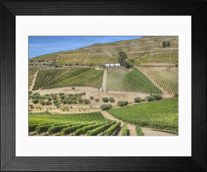 Framed Print : Vineyards, Quinta do Crasto, Alto Douro Wine Valley, UNESCO World Heritage Site, Portugal Framed Print : Vineyards, Quinta do Crasto, Alto Douro Wine Valley, UNESCO World Heritage Site, Portugal