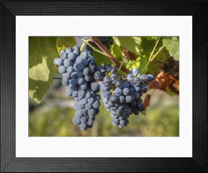 Framed Print : Grapes on vine, Alto Douro Wine Valley, UNESCO World Heritage Site, Portugal, Europe Framed Print : Grapes on vine, Alto Douro Wine Valley, UNESCO World Heritage Site, Portugal, Europe