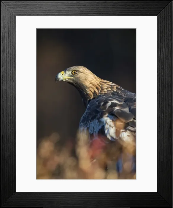 Framed Print : Golden eagle (Aquila chrysaetos), Sweden, Scandinavia, Europe Framed Print : Golden eagle (Aquila chrysaetos), Sweden, Scandinavia, Europe